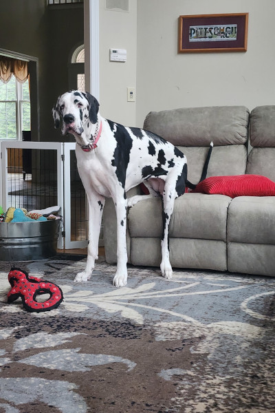 Minnie sitting on the couch