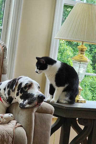 Minnie with her BFF Boris the cat