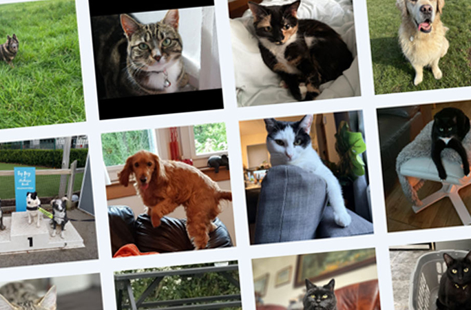 Montage of pets from the PetPlan online photo album