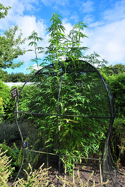 alnwick-poison-garden-cannabis
