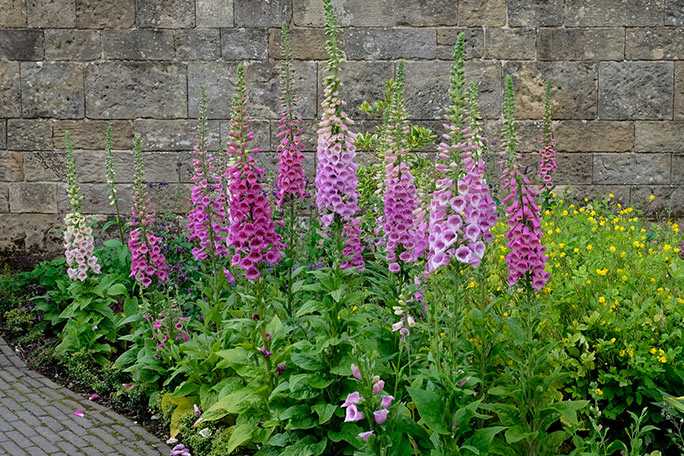 alnwick-poison-garden-digitalis