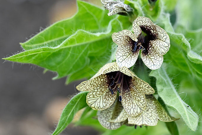 alnwick-poison-garden-henbane