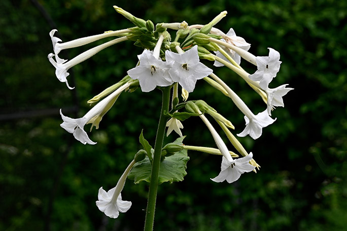 alnwick-poison-garden-nicotiana