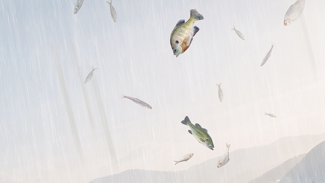 An illustration showing a rain of fish