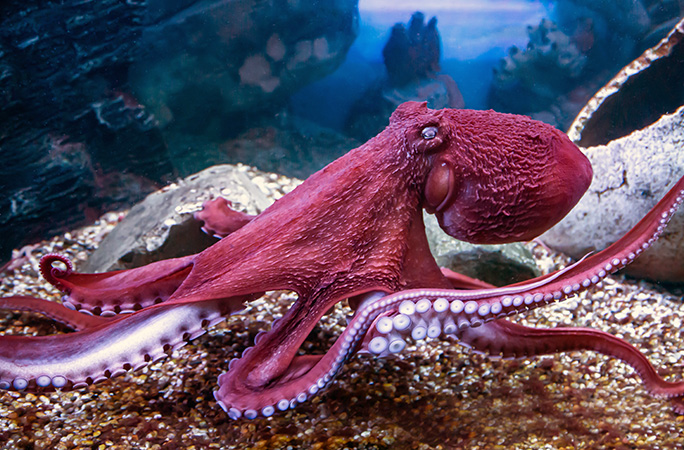 Side view of a giant pacific octopus