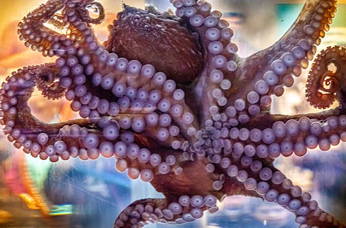 View from the underside of an octopus, revealing its many suckers