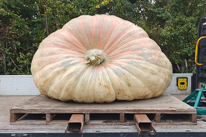 heaviest-pumpkin-bagheera-being-lifted-for-assessment