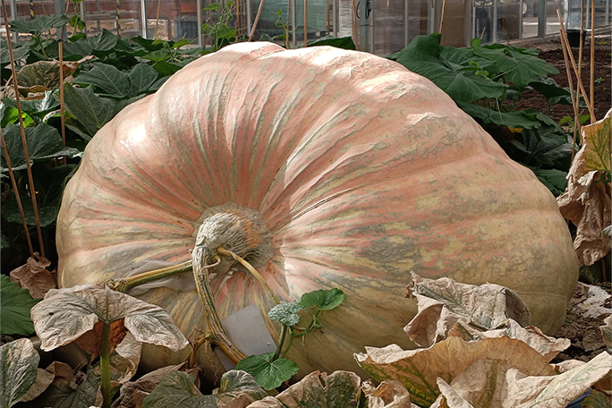 heaviest-pumpkin-bagheera-on-vine-in-greenhouse