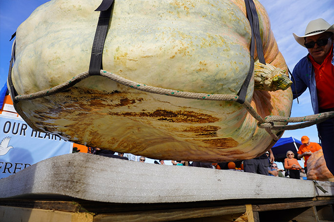 heaviest-pumpkin-ron-wallace-2026-being-winched-onto-scales