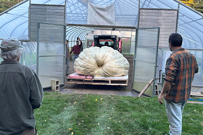 heaviest-pumpkin-ron-wallace-2026-emerging-from-greenhouse