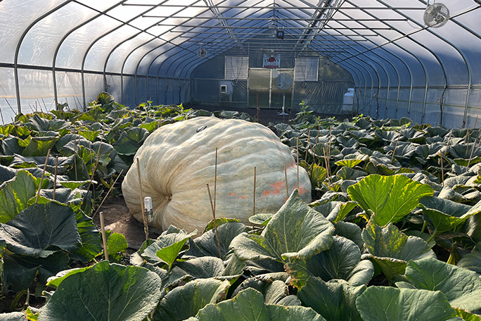 heaviest-pumpkin-ron-wallace-2026-growing-in-greenhouse