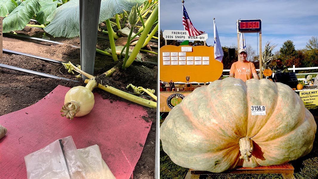heaviest-pumpkin-ron-wallace-2026-start-and-end