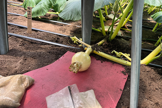 heaviest-pumpkin-ron-wallace-2026-starting-to-grow