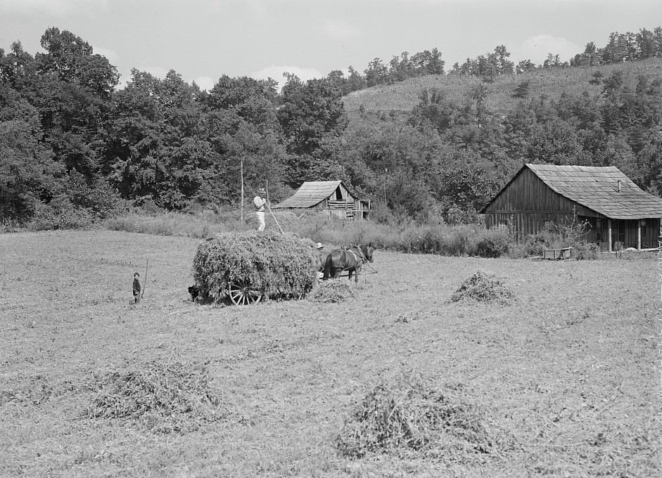 Farmers bringing in hay in Kentucky 1935