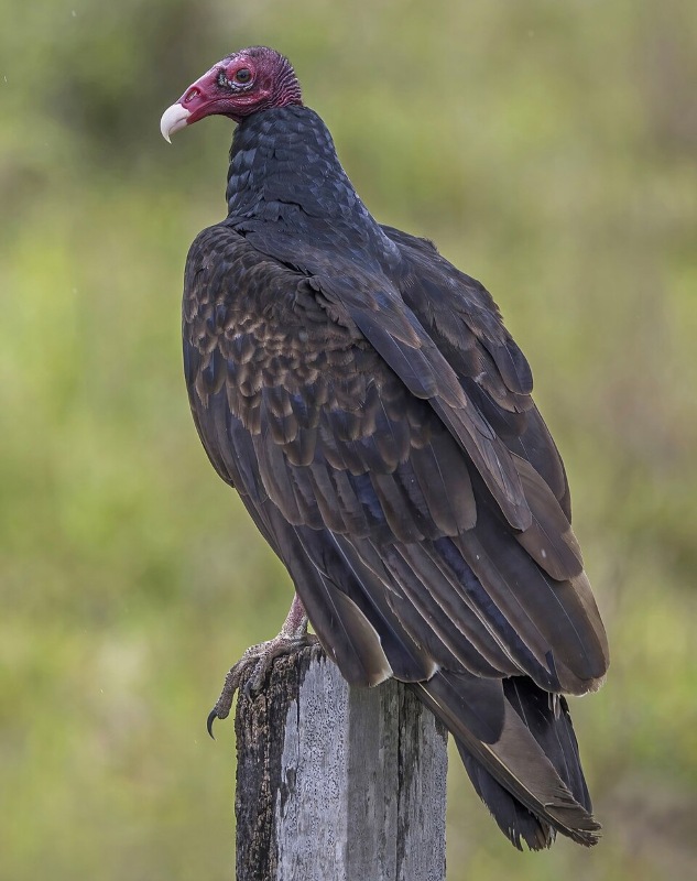 A north american turkey vulture