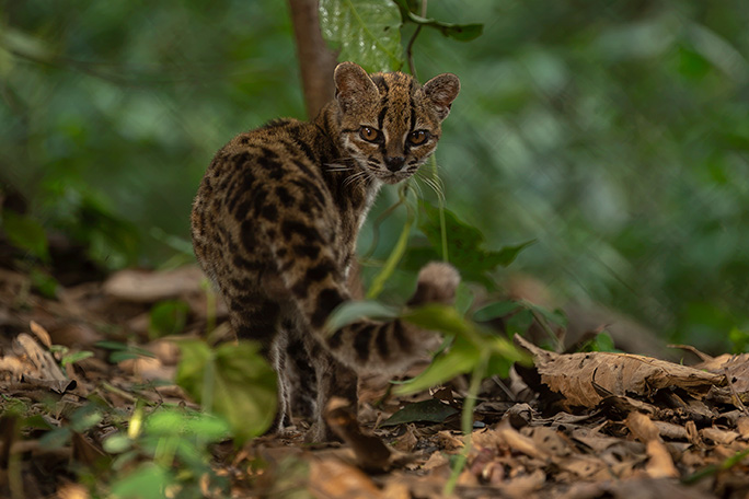 newest-wild-cat-leopardus-tilcayo-looking-back