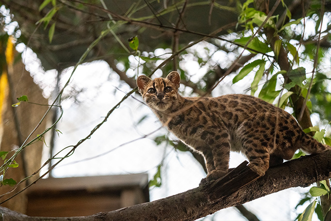 newest-wild-cat-leopardus-tilcayo-on-a-branch