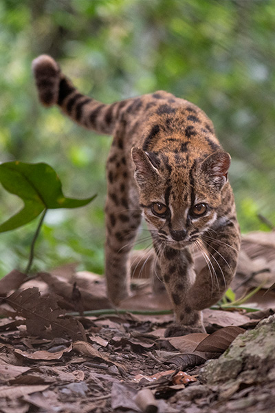 newest-wild-cat-leopardus-tilcayo-on-the-prowl-forest-floor