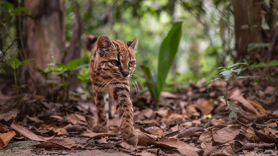 newest-wild-cat-prowiling-and-with-Paola-Nogales-Ascarrunz-at-sanctuary