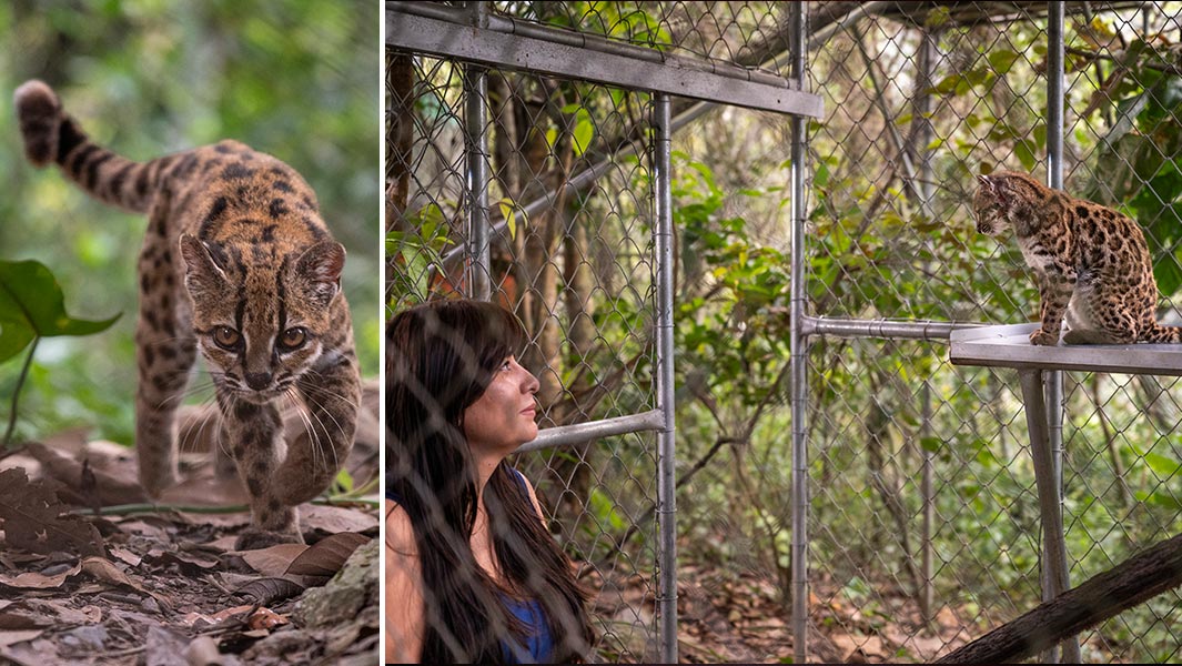 newest-wild-cat-prowiling-and-with-Paola-Nogales-Ascarrunz-at-sanctuary