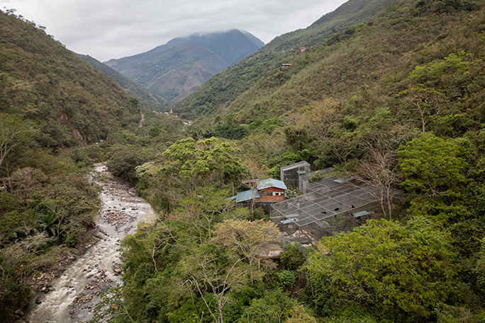 newest-wild-cat-Senda-Verde-wildlife-sanctuary-in-bolivia