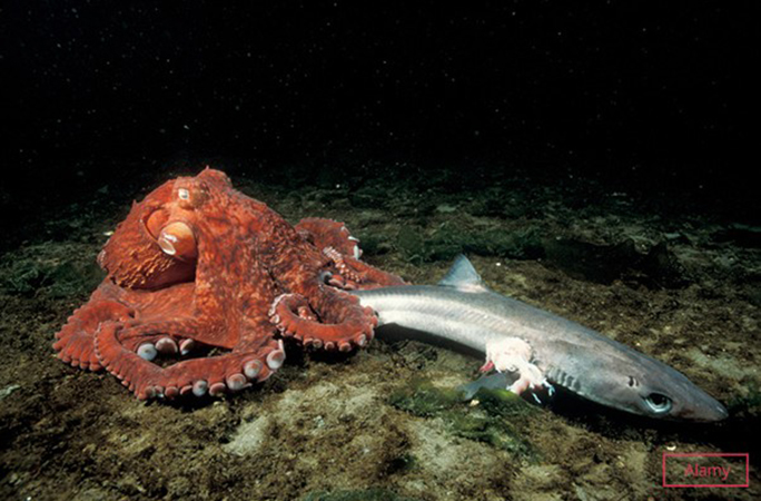 octopus capturing a shark