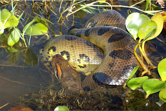 green-anacondas of south america are-the-heaviest species of snake