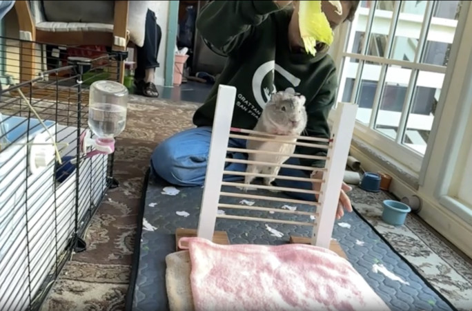 Cora mid jump, front view