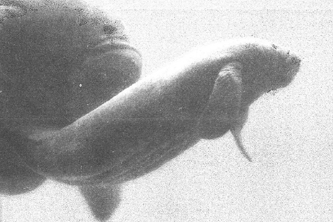 lorelei-the-first-calf-of-romeo-and-juliet-born-in-1975