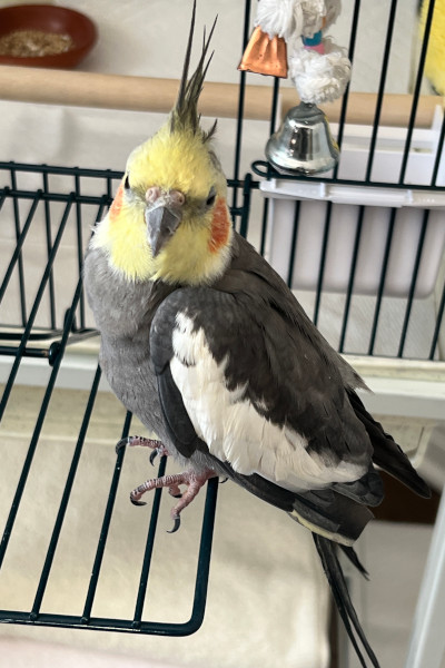 Sonny looking at the camera