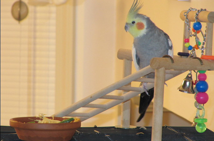 Sonny perched on a ladder