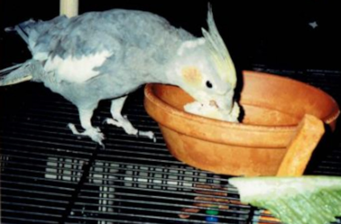 Sonny at six months old