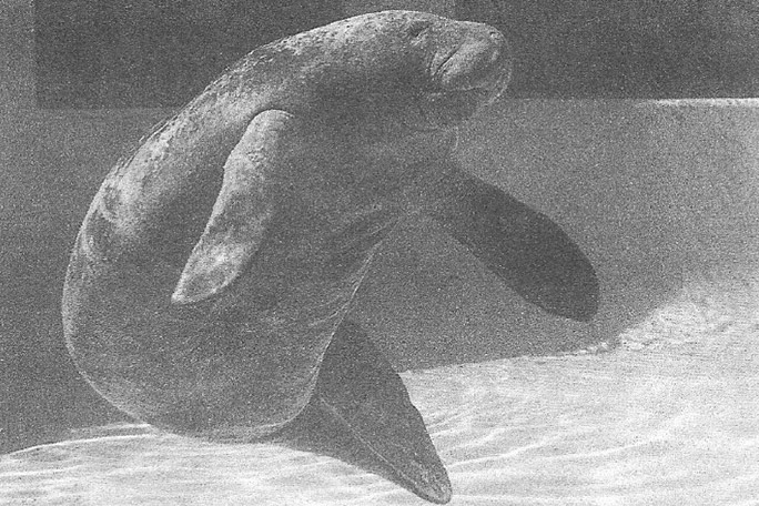 an-early-photo-of-romeo-at-the-miami-seaquarium