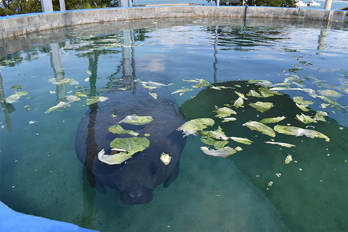 oldest-manatee-romeo-at-miami-seaquarium-in-2022
