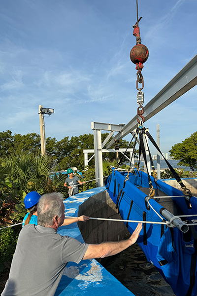 oldest-manatee-romeo-being-lifted-out-of-pool-at-miami-seaquarium-for-relocation