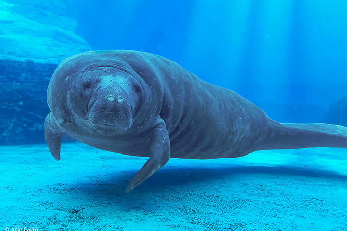 oldest-manatee-romeo-moved-to-the-gulfarium-in-summer-2025