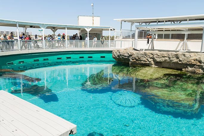 Romeo's new home since june 2025 has been Manatee Cover at the Gulfarium