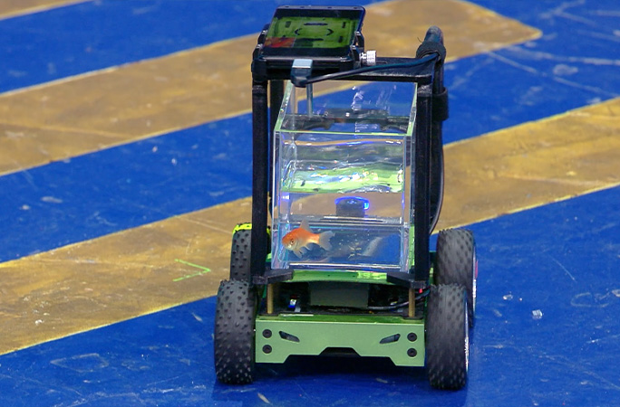 Blub driving car in reverse