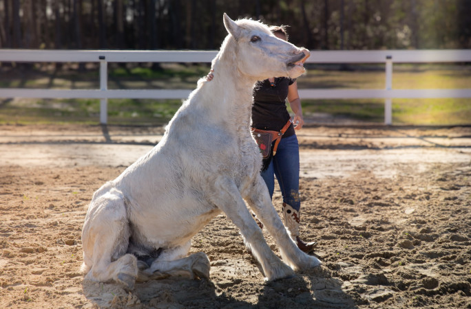 Gringo sitting down with his tongue out
