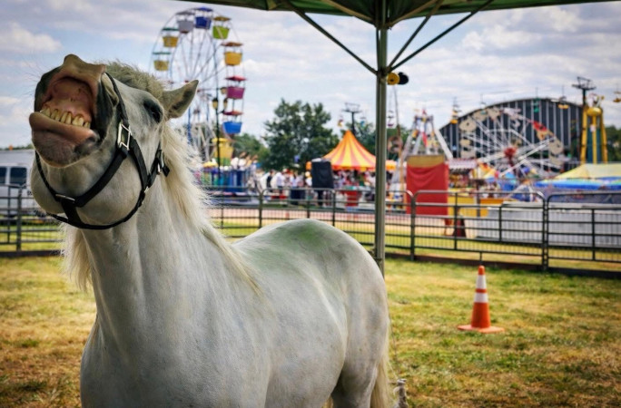 Gringo smiling at the fair