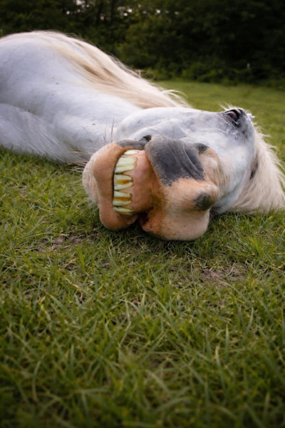 Gringo laying on the grass and smiling