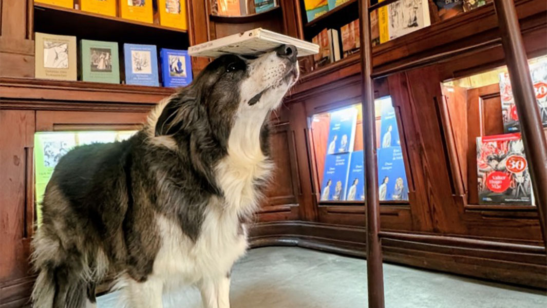 split image of Leonard Lee balancing a book on his head and posing with book shop staff