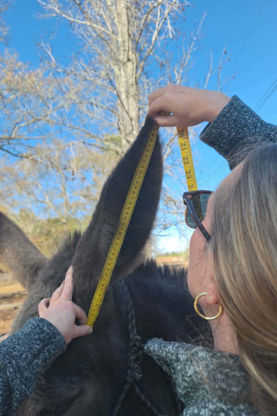 Closeup angle of measuring Hope's ears