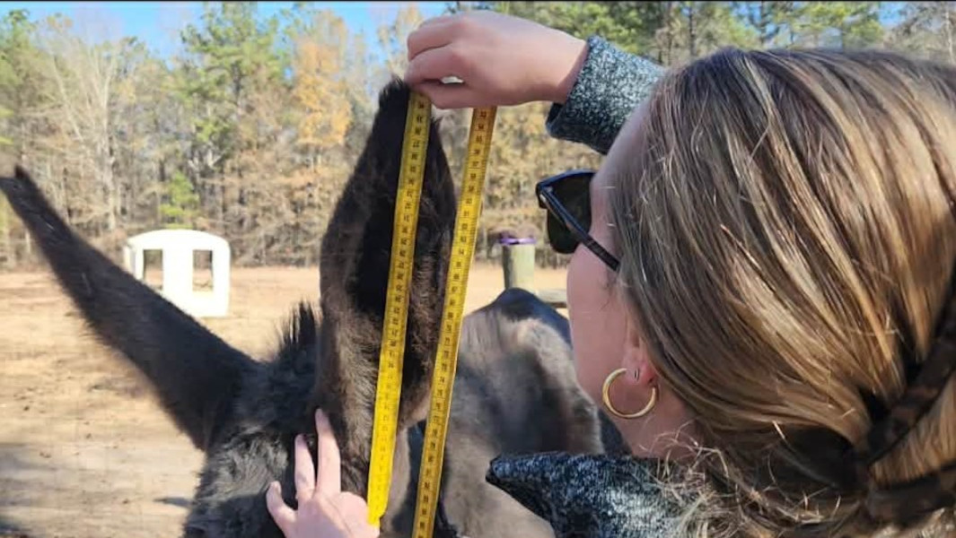Split image of Hope's big ears and Hope and her owner with the GWR certificate