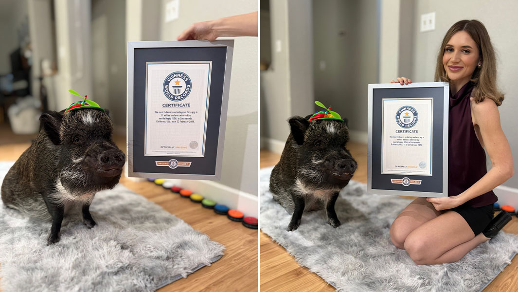 Split image of Mona and Merlin, and Merlin with his GWR certificate