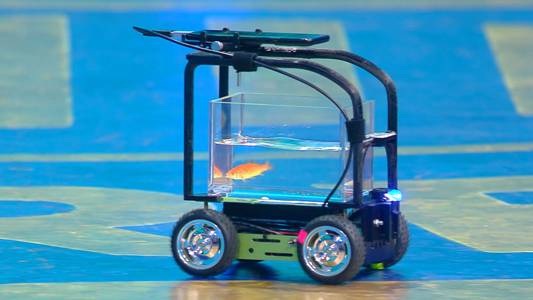 Goldfish in tank inside car