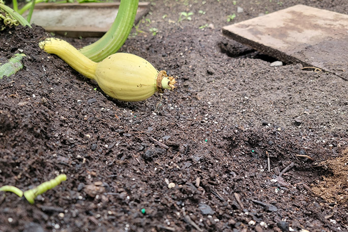 growing-giant-pumpkins-baby-pumpkin-on-vine