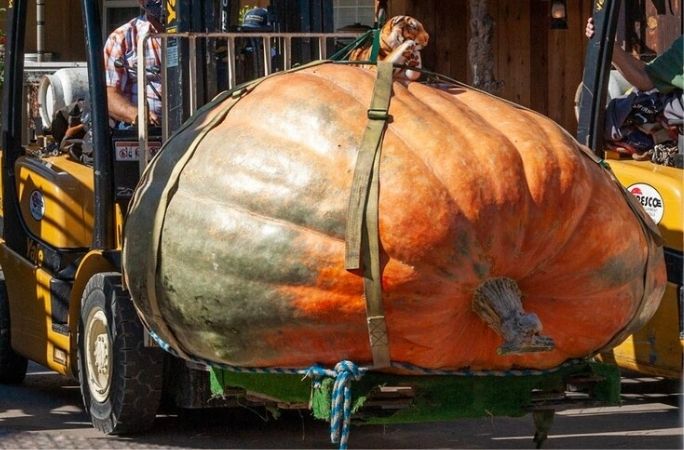 Picture of the largest fruit