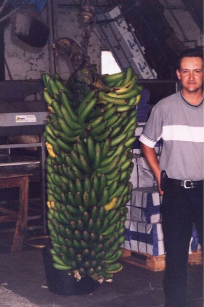 A man standing next to the largest bunch of bananas