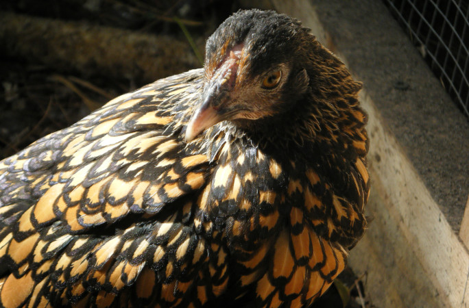 Closeup of Gertie in 2010